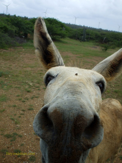 Donkey, Bonaire