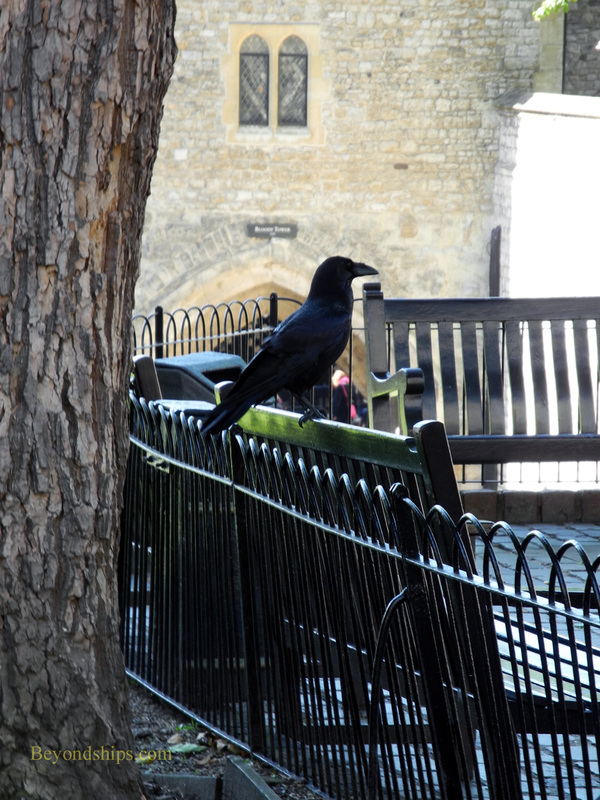 Picture Raven, Tower of London