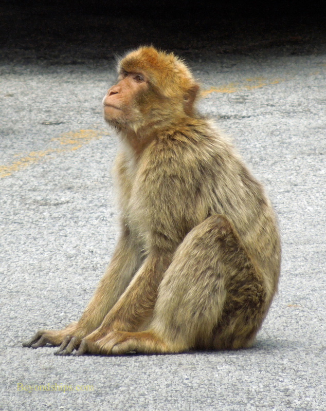 Barbary ape Gibraltar